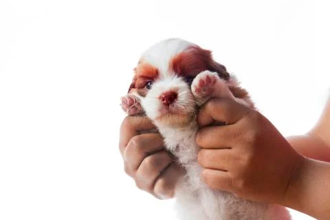 Hand holding shih tzu puppy dog isolated whie background Stock Photos