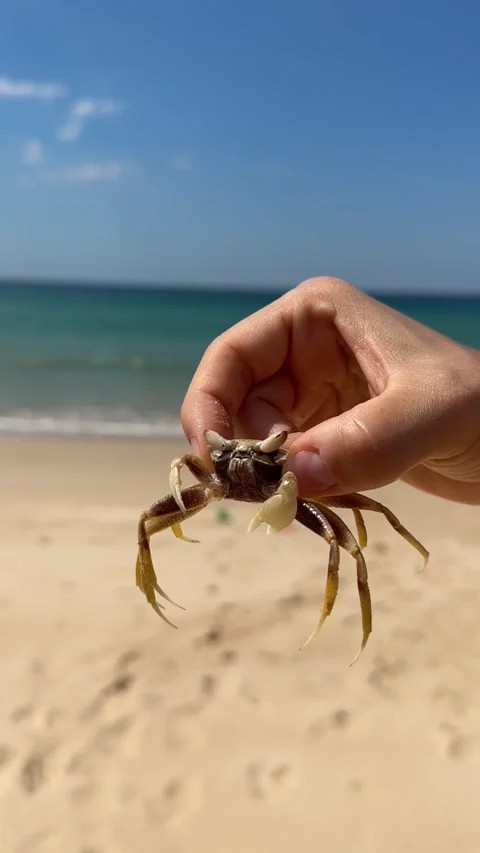 Hand Holding Small Crab on Sandy Beach Stock Footage 277695244