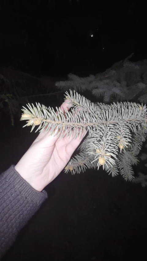 Hand holding a small green coniferous branch outdoors Stock Footage 334378600
