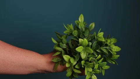 Hand holding a small potted green plant against a dark blue background Stock Footage 340267672