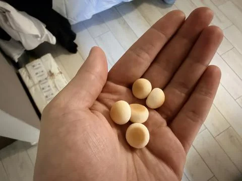Hand Holding Small Round Biscuits Indoors Foto stock