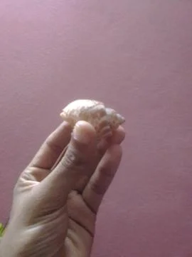 Hand Holding Small Snail Stock Photos