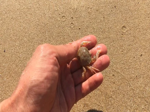 Hand holding small yellow-white crab who is run into the sea Stock Footage 80356498
