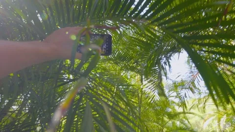 Hand holding a smartphone capturing palm trees in a lush tropical forest in.. Stock Footage 286365917