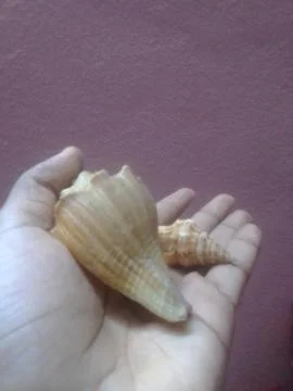 Hand Holding Snails Stock Photos