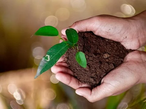 Hand holding of soil with young plant on top it will growing up to the forest Stock Photos