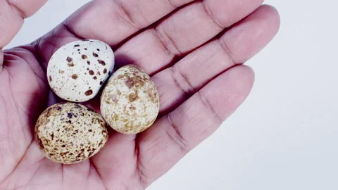 Hand Holding Some Quails Eggs Stock Footage 248761461