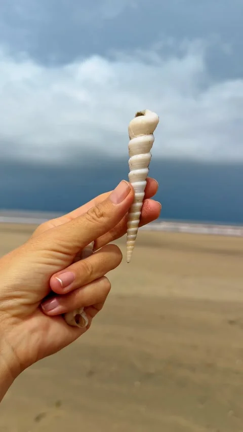 Hand holding spiral auger seashell on sandy beach background Stock Footage 332371295