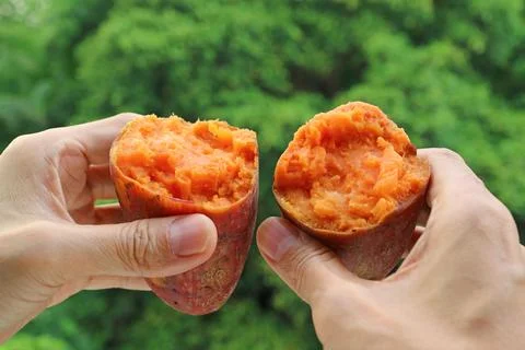 Hand Holding Split Boiled Sweet Potatoes, a Source of Tasty Good Carbs Stock Photos