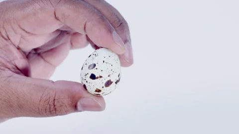 Hand Holding Spotted Quails Egg Stock Footage 248760930