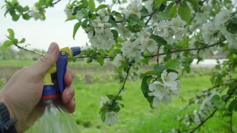 Hand holding spray bottle misting white flowers on a tree branch in a lush green Stock Footage 334720337