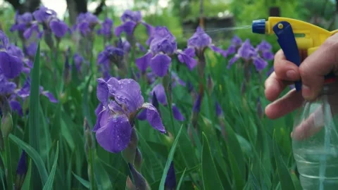 Hand holding spray bottle watering purple iris flowers in a lush garden, Stock Footage 335319961