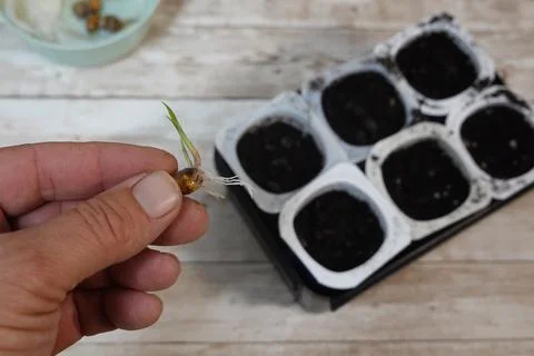 Hand holding sprouting tiger nut ready for planting Stock Photos