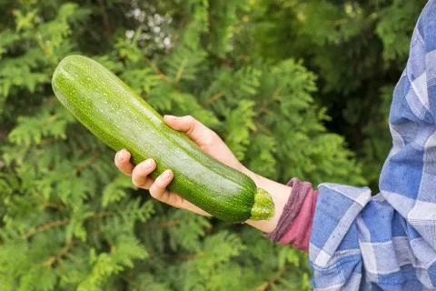 Hand holding squash Stock Photos