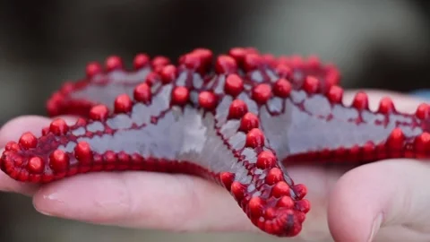 Hand holding Starfish Stock Footage 170194157