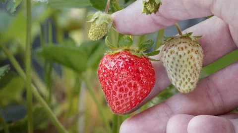 Hand Holding Strawberries Close Up Stock Footage 137559533
