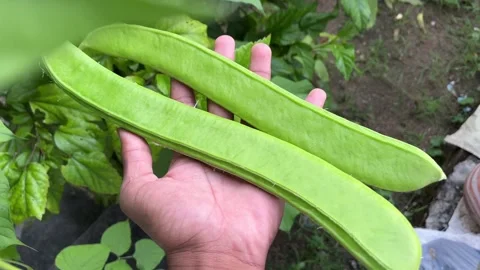 Hand Holding Sword Beans | Three Fresh Pods Close-Up Showing Natural Texture Stockbeeldmateriaal 318553951