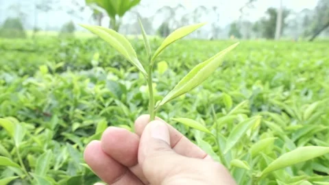 Hand holding tea leaf leaves with a tea plantation in the background Stock Footage 253835468