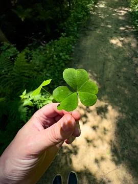 Hand Holding a Three-Leaf Clover Stock Photos
