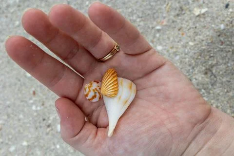 Hand holding three small seashells on sandy beach background Stock Photos