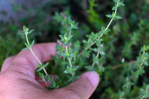 Hand holding thyme sprigs 스톡 사진