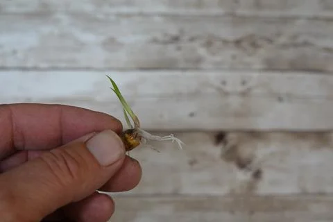 Hand holding tiger nut sprouting green shoot and roots Stock-Fotos