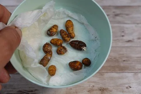 Hand holding tiger nuts germinating in bowl Stock Photos