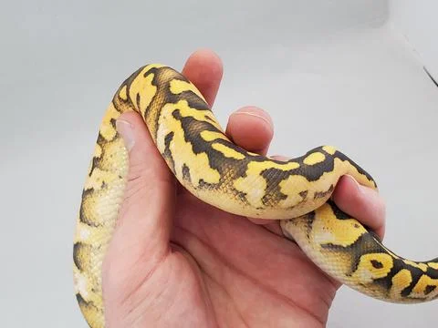 Hand holding a tiny black and yellow snake with a white background Foto stock
