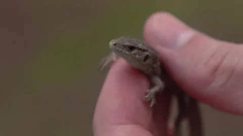Hand Holding Tiny Gray Lizard Close Up Stock Footage 343894362