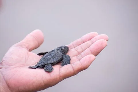 Hand holding a tiny hatchling sea turtle Stock Photos