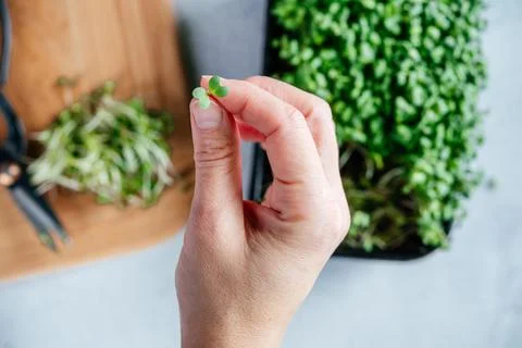 A hand holding a tiny leaf of freshly cut arugula microgreens sprouts on the Foto stock