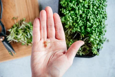 A hand holding a tiny leaf of freshly cut arugula microgreens sprouts on the Stock Photos