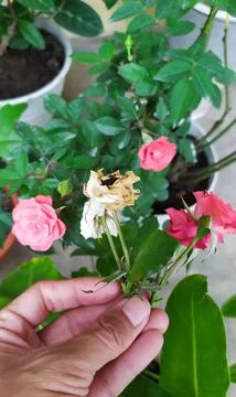 A hand holding a tiny red pink rose, a type of flowering plant in Indonesia Stock Photos