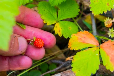 Hand holding tiny red strawberry Stock Photos