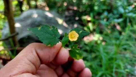 Hand Holding A Tiny Yellow Flower In Lush Green Nature Stockfoto's
