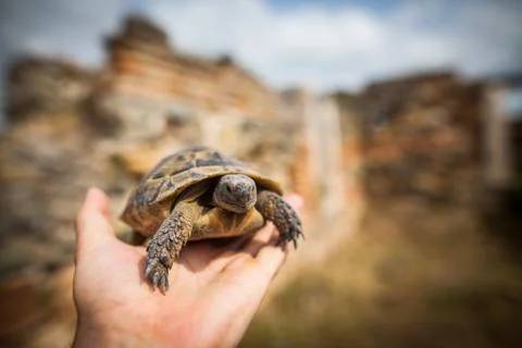 Hand holding a tortoise Stock Photos