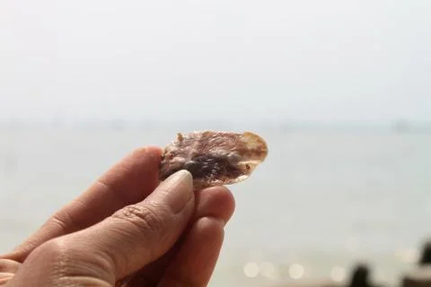 Hand Holding Translucent Sea Shell on Tropical Beach Horizon Stock Photos
