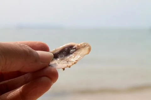 Hand Holding Translucent Sea Shell on Tropical Beach Horizon Fotos de archivo