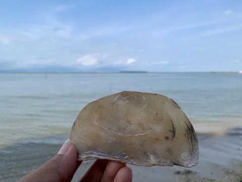 Hand Holding a Translucent Seashell Against Calm Sea at the Beach Stock Photos