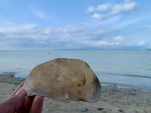 Hand Holding a Translucent Seashell Against Calm Sea at the Beach 库存照片