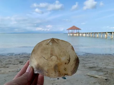 Hand Holding a Translucent Seashell Against Calm Sea at the Beach Stock Photos