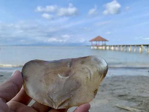 Hand Holding a Translucent Seashell Against Calm Sea at the Beach Stock Photos