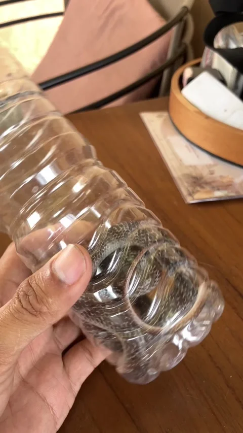 Hand holding transparent plastic bottle with small snake trapped inside. Видео 345647071