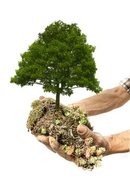 Hand holding tree isolated on white Stock Photos
