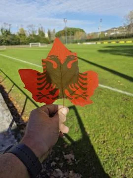 Hand holding a tree leaf with the flag of Albanian Stock Photos