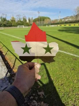 Hand holding a tree leaf with the flag of Syria Stock Photos