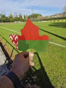 Hand holding a tree leaf with the flag of belarus Stock Photos