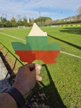 Hand holding a tree leaf with the flag of bulgaria Stock Photos