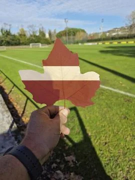 Hand holding a tree leaf with the flag of latvia Stock Photos