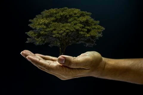 Hand holding a tree Foto stock